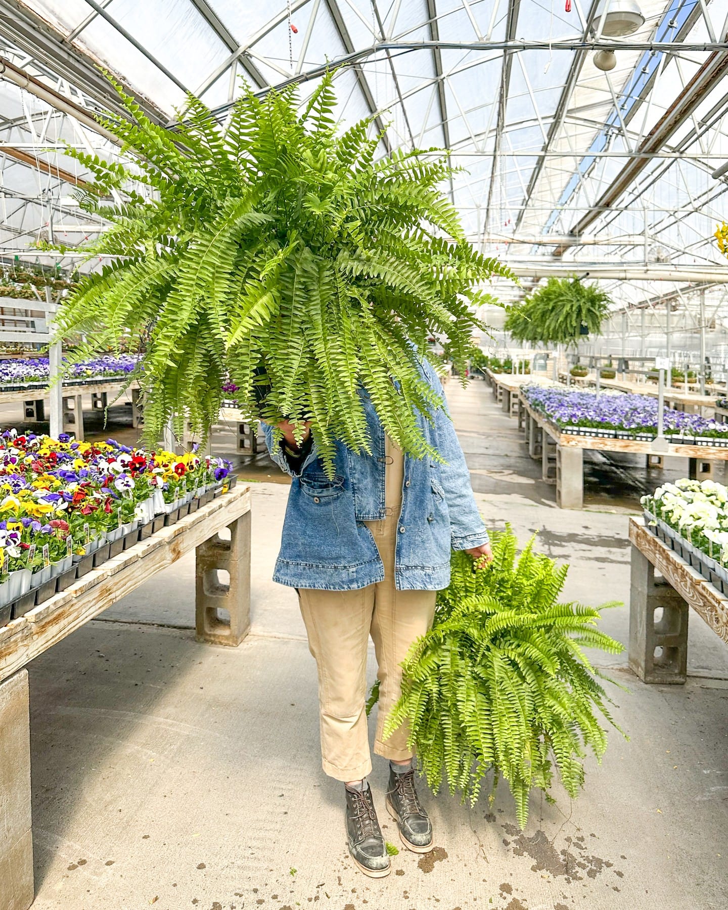tropical fern mix in ceramic pots
