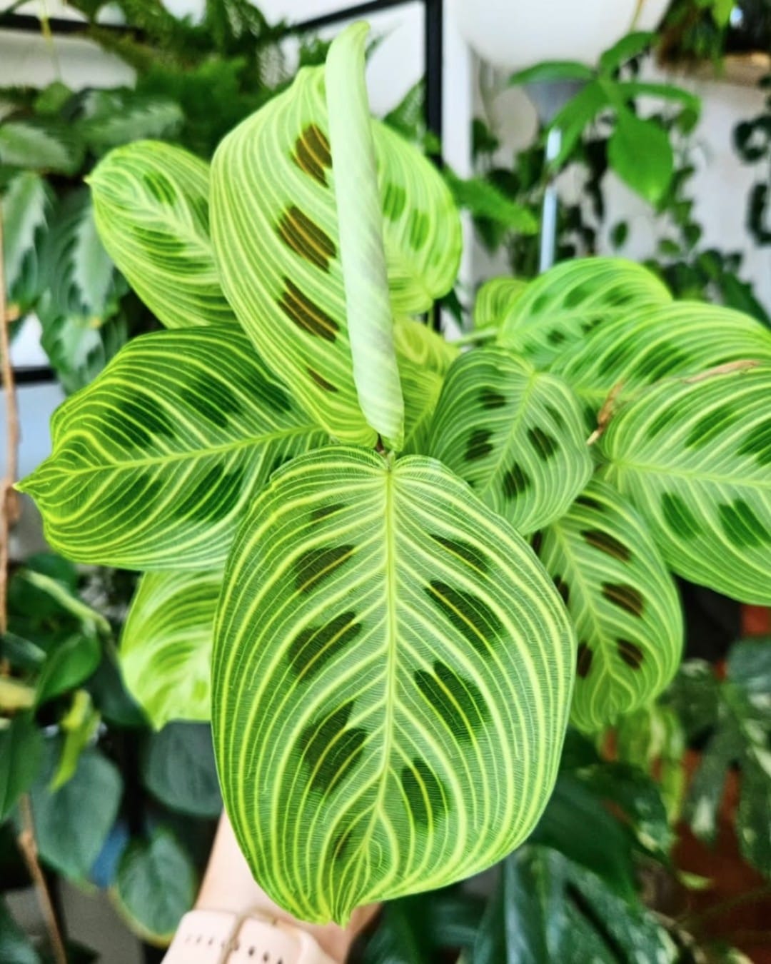 illuminated leaf vein sculpture in garden
