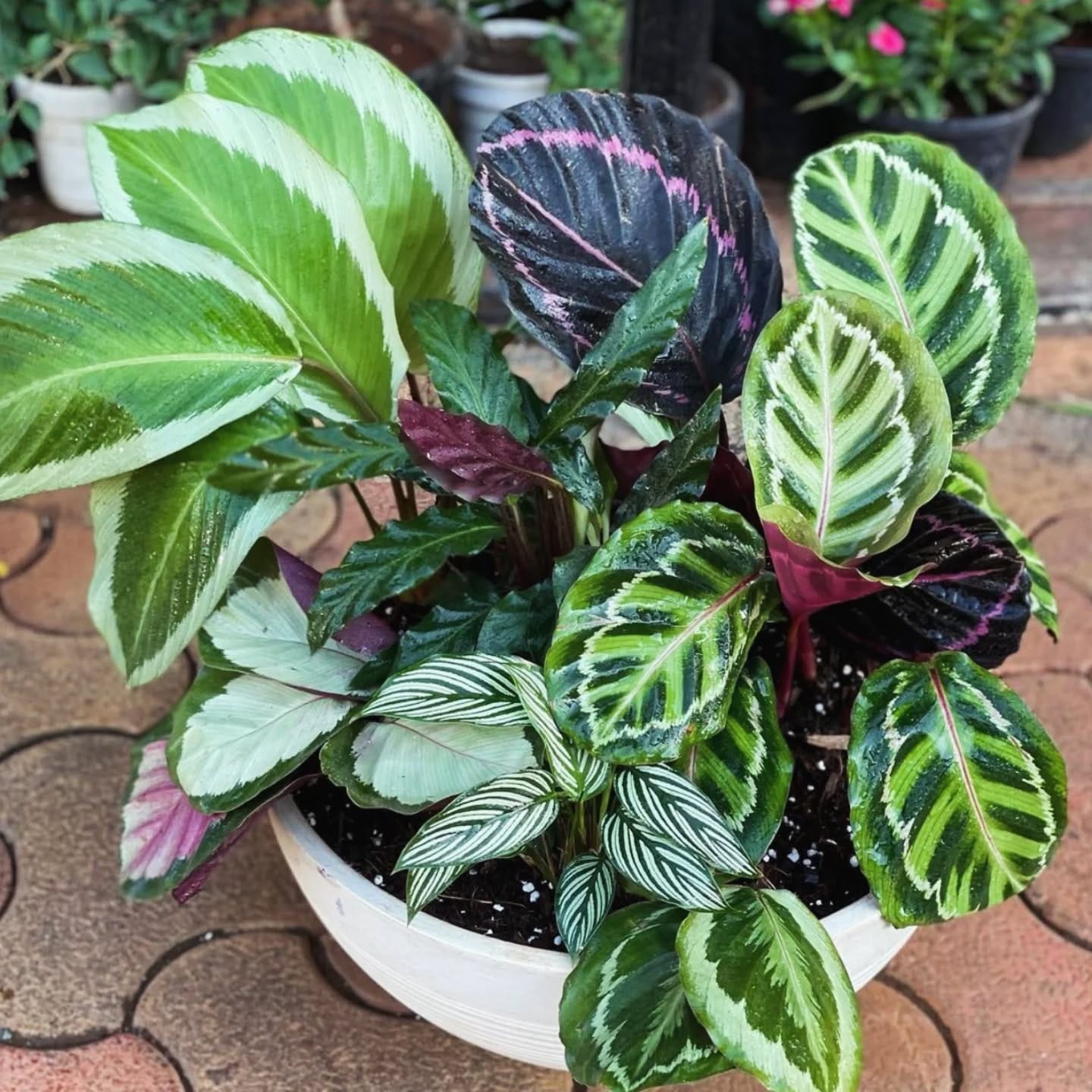 calathea with striped leaves
