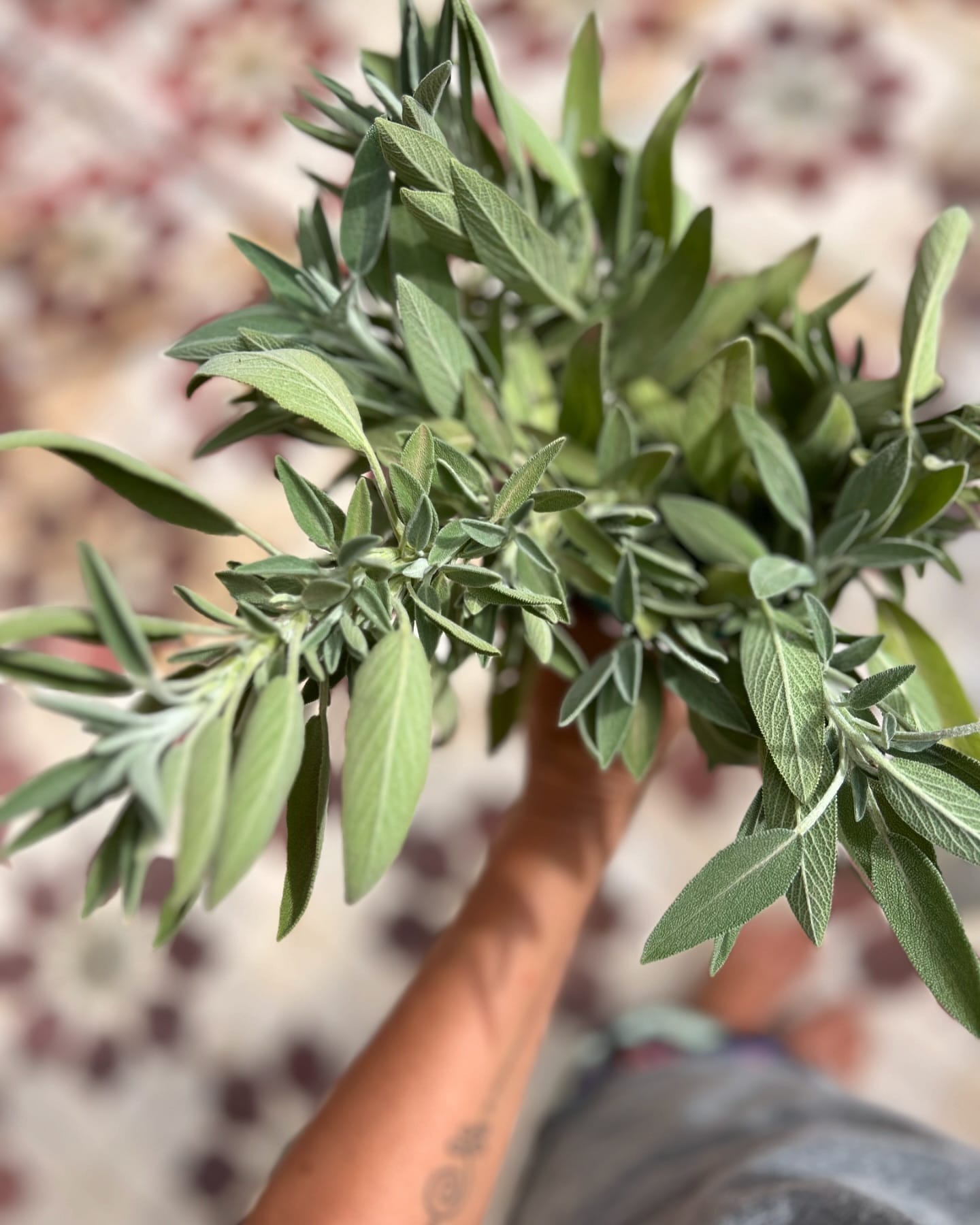 Sage leaves tied with twine