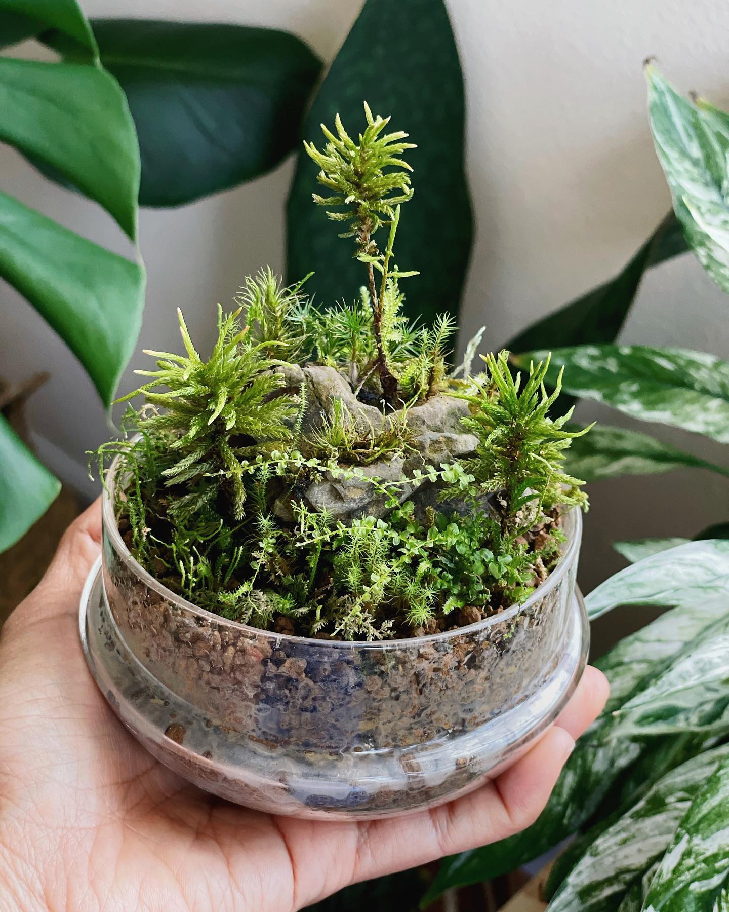 orchid and moss arrangement in glass terrarium