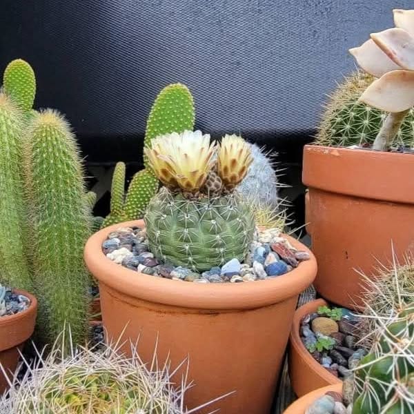 cactus arrangement in geometric pots