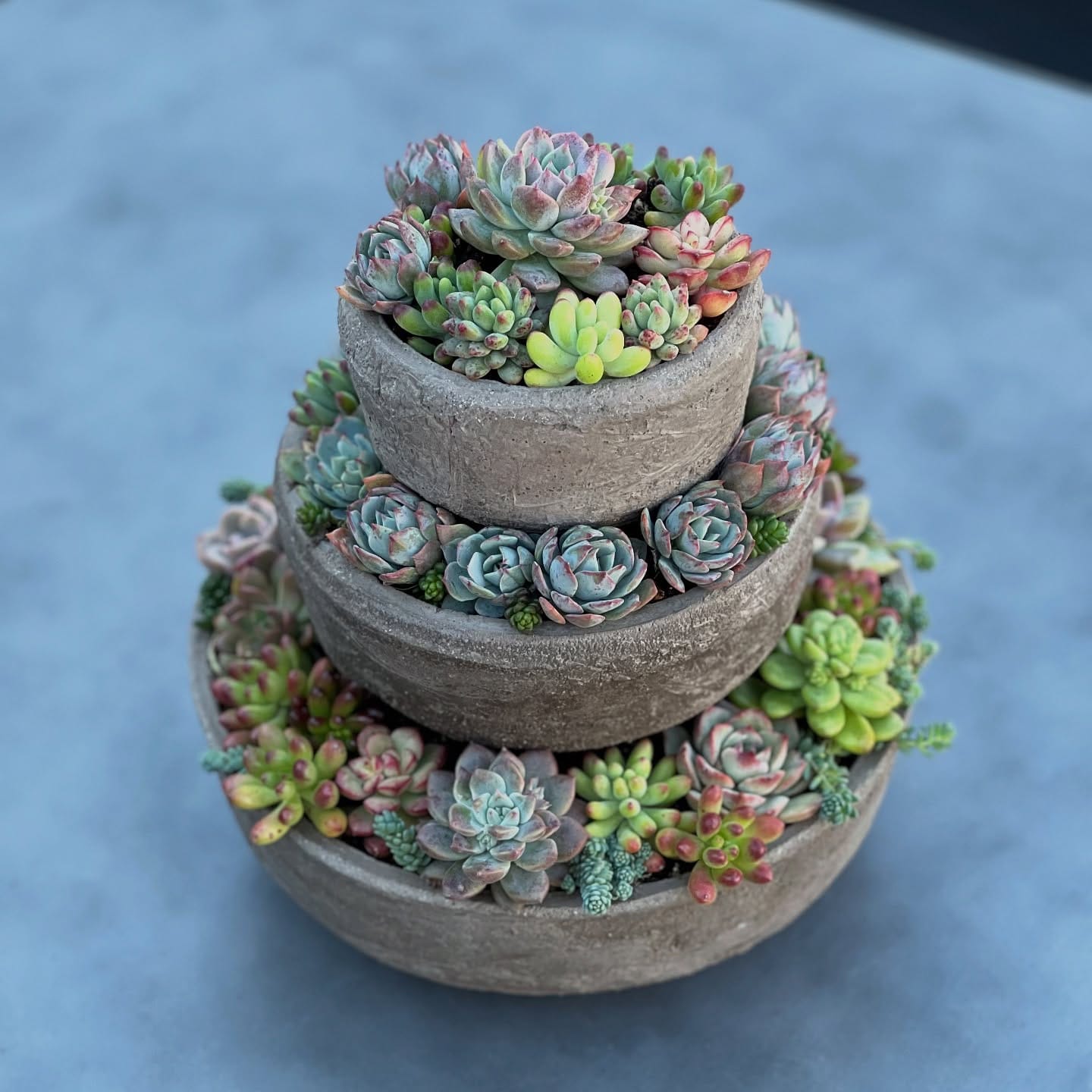 colorful succulents in stone fountain