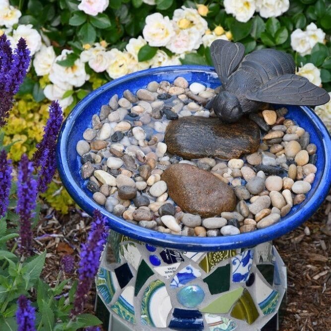 shallow water dish with rocks