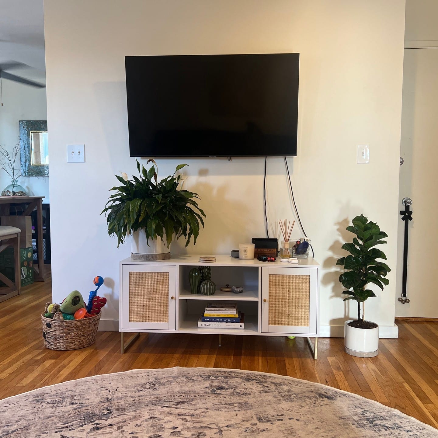 rubber plant in corner