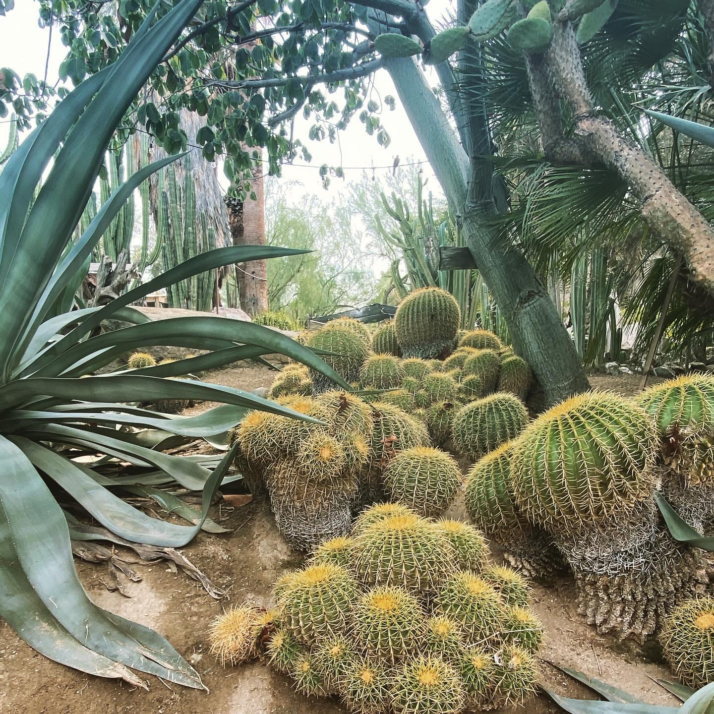 assorted cacti in pots
