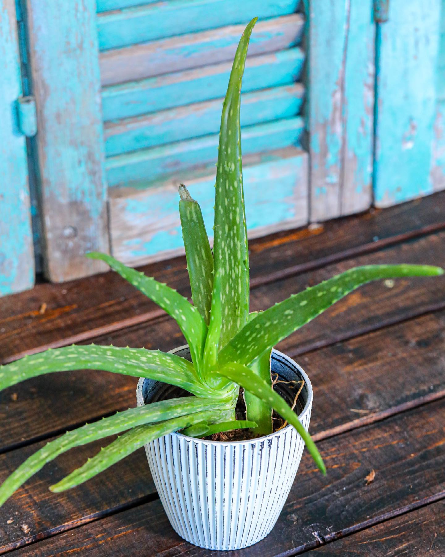 Healing aloe vera in clay pot