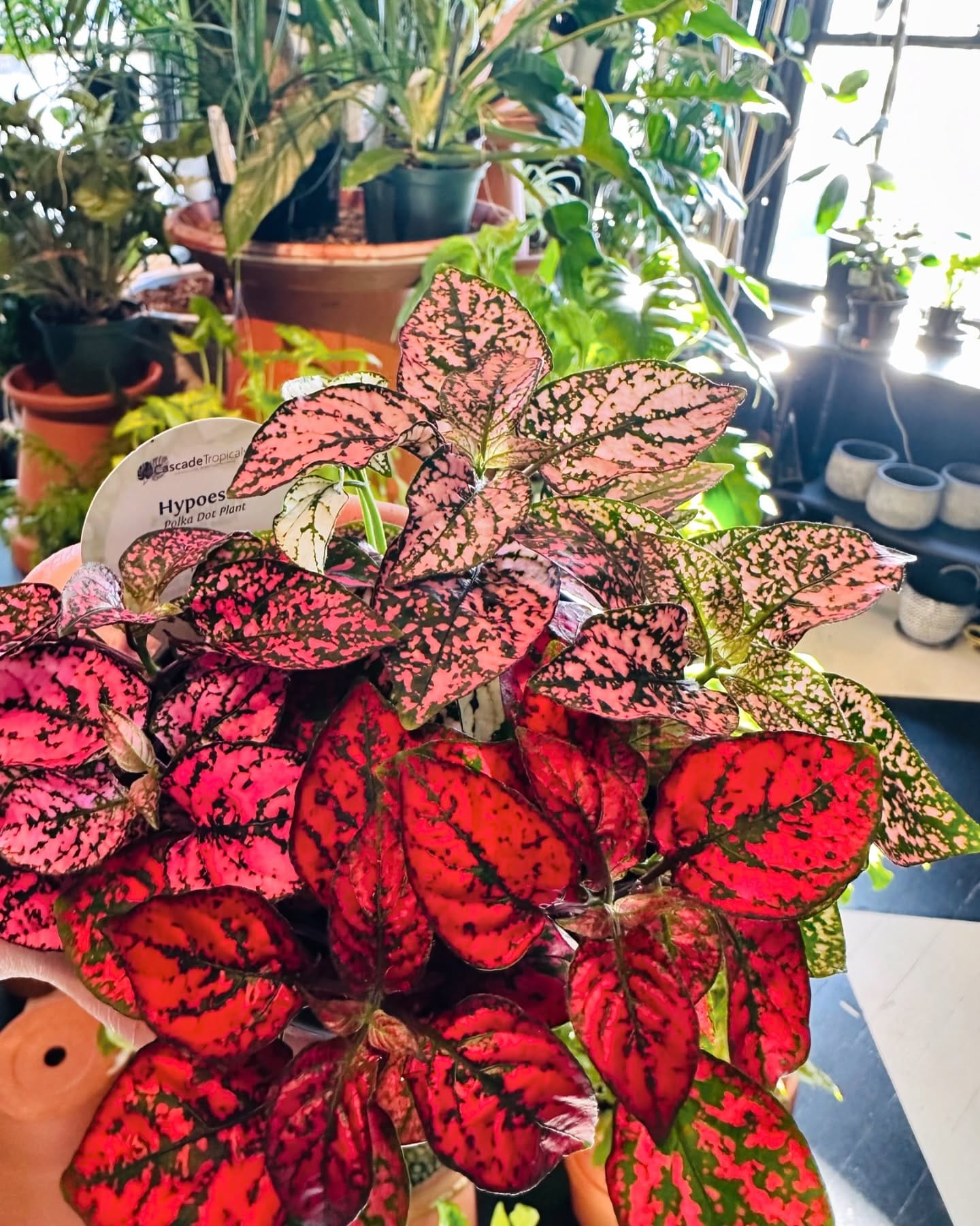 Polka Dot Plant and Fittonia on side table