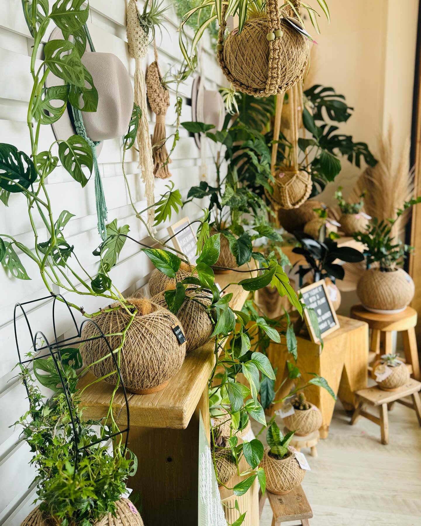 kokedama with macramé hangers