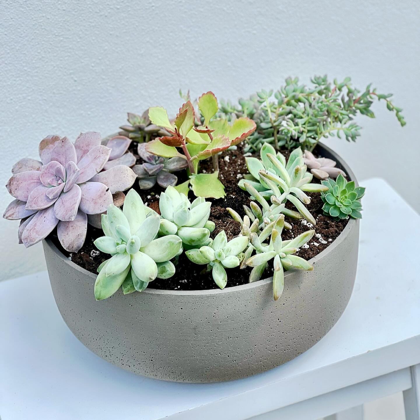 white porcelain teacup with succulents