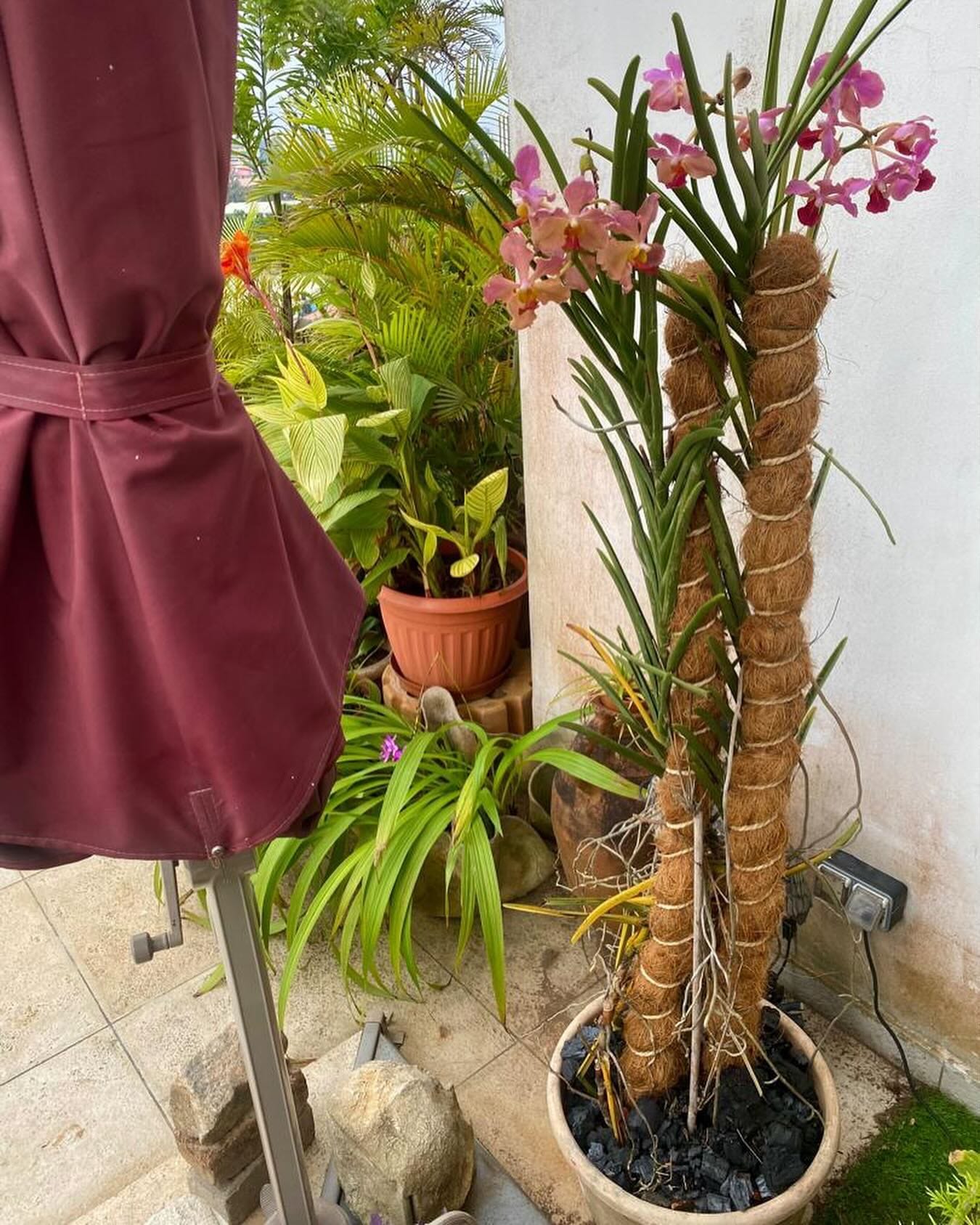 pruning orchid roots