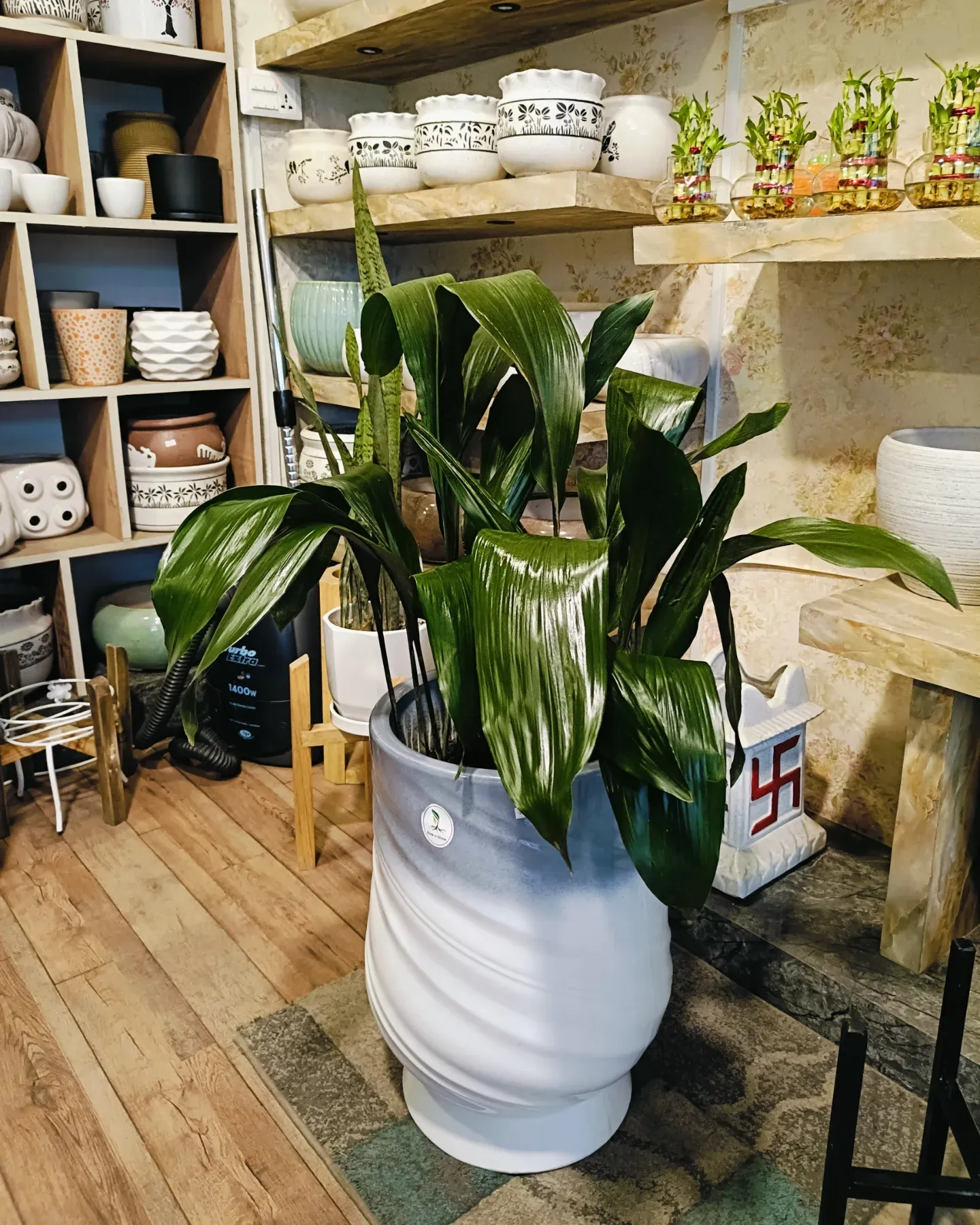 cast iron plant on a side table