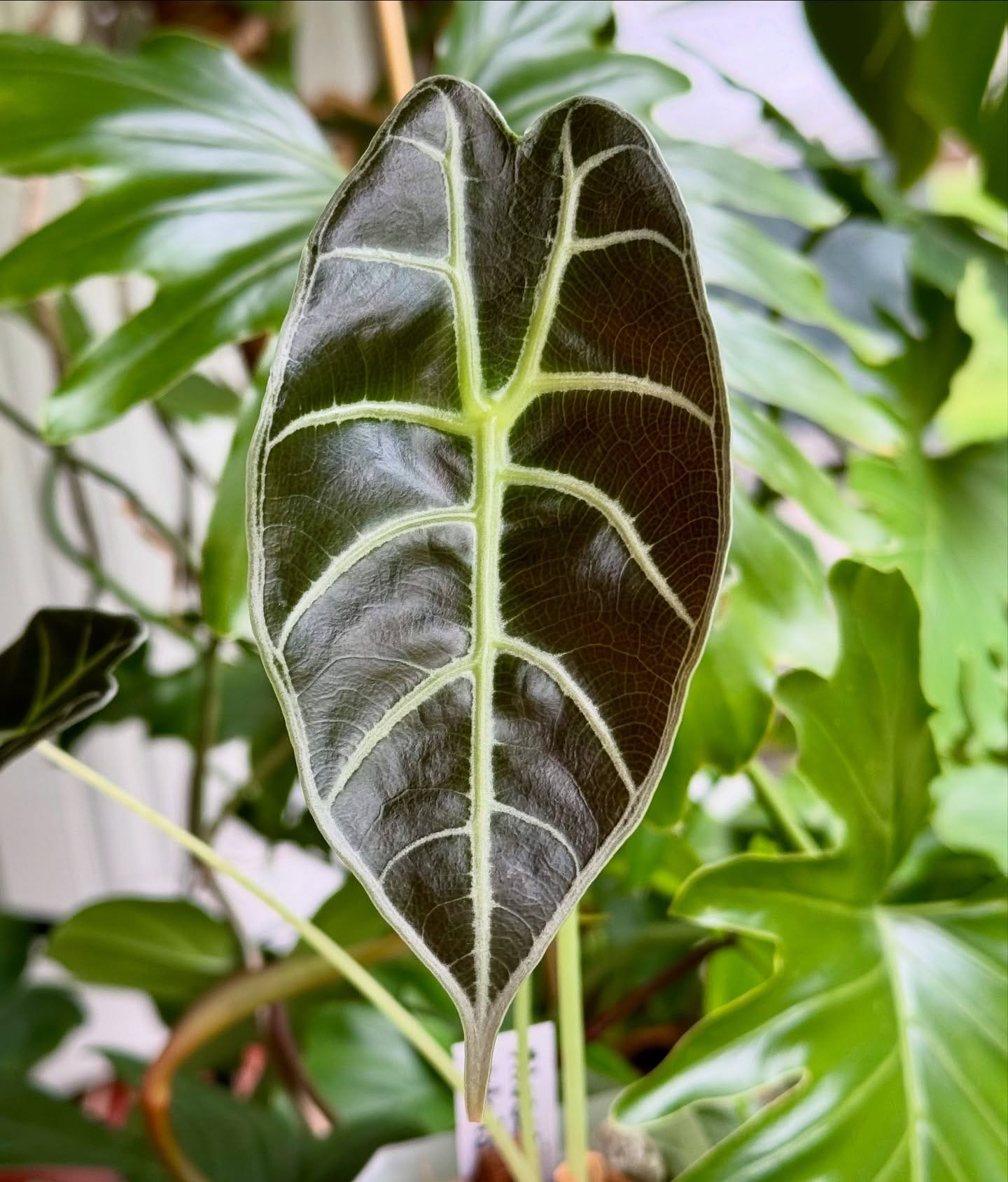 leaf vein wall sconces