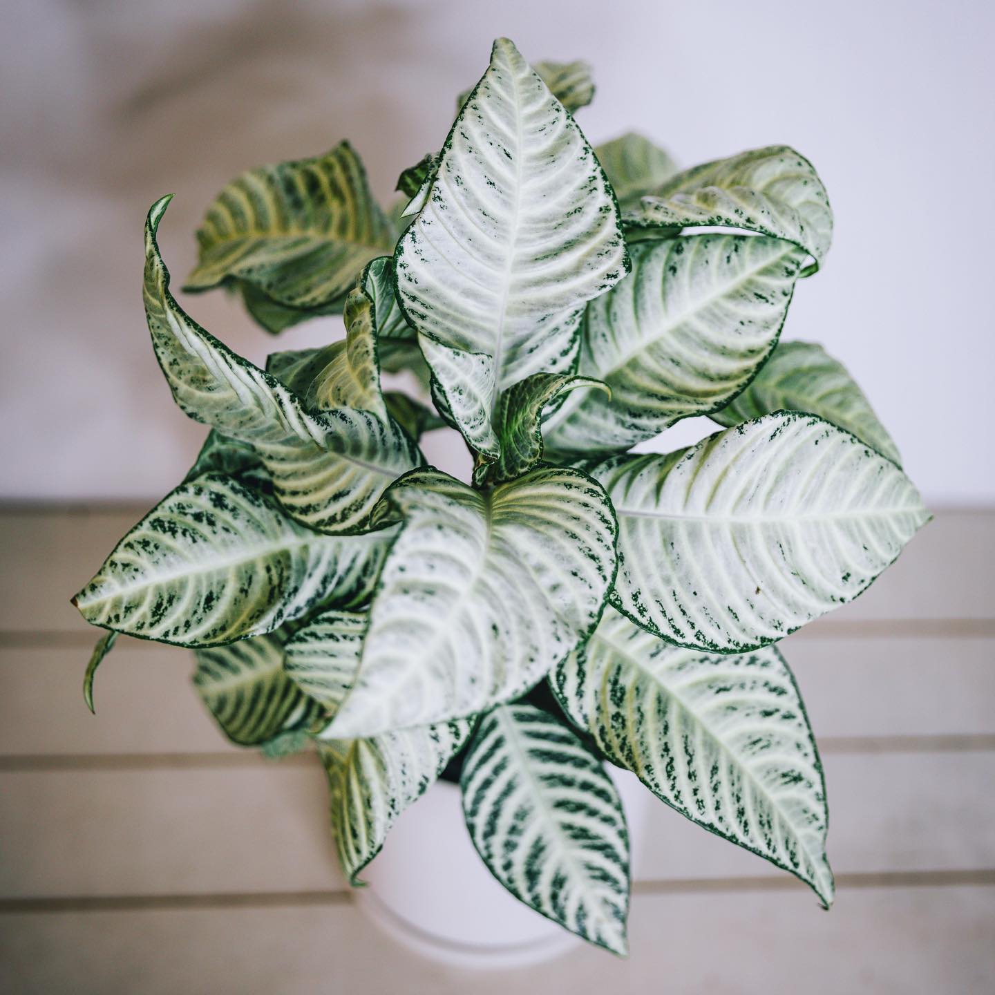 Striped zebra plant in sleek black pot