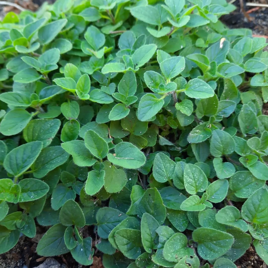 oregano leaves in a mason jar