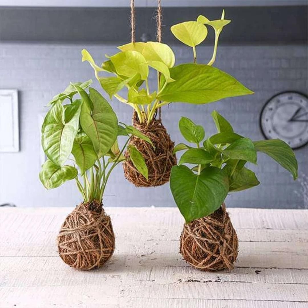 vibrant kokedama with tropical plants