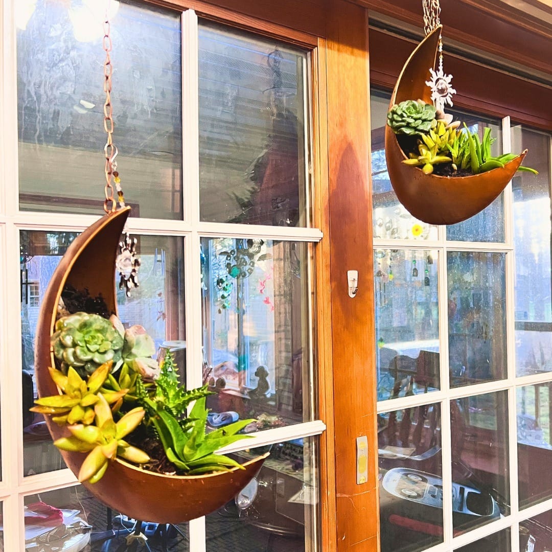 air plant in seashell
