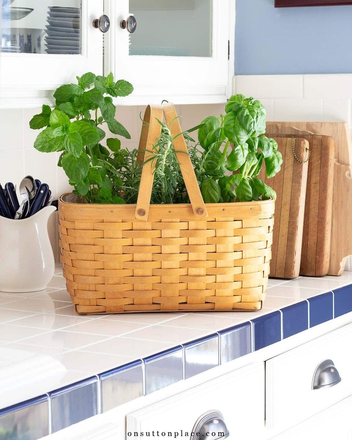 colander herb garden on kitchen shelf