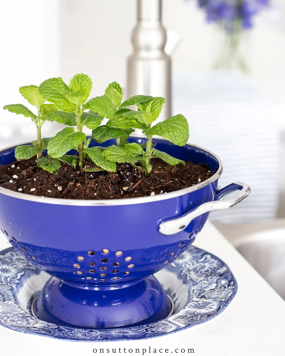 colander herb garden on patio table