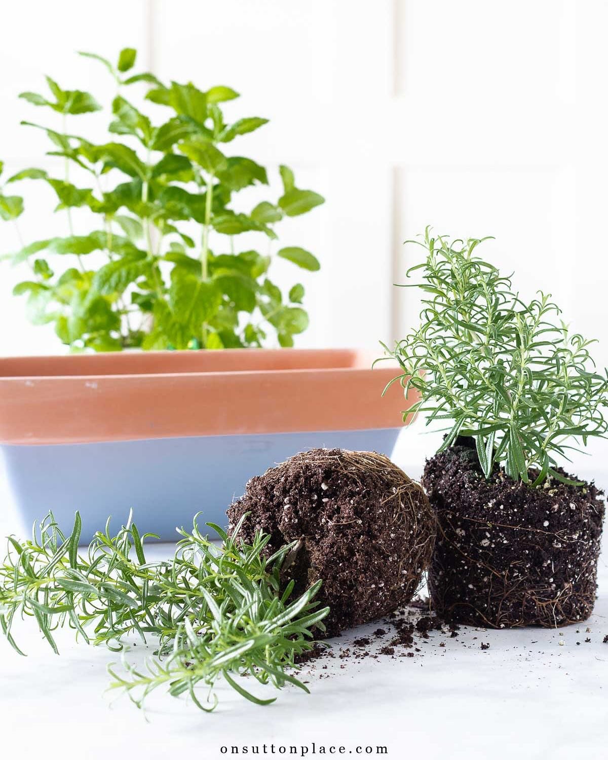 teacups with herbs on tray