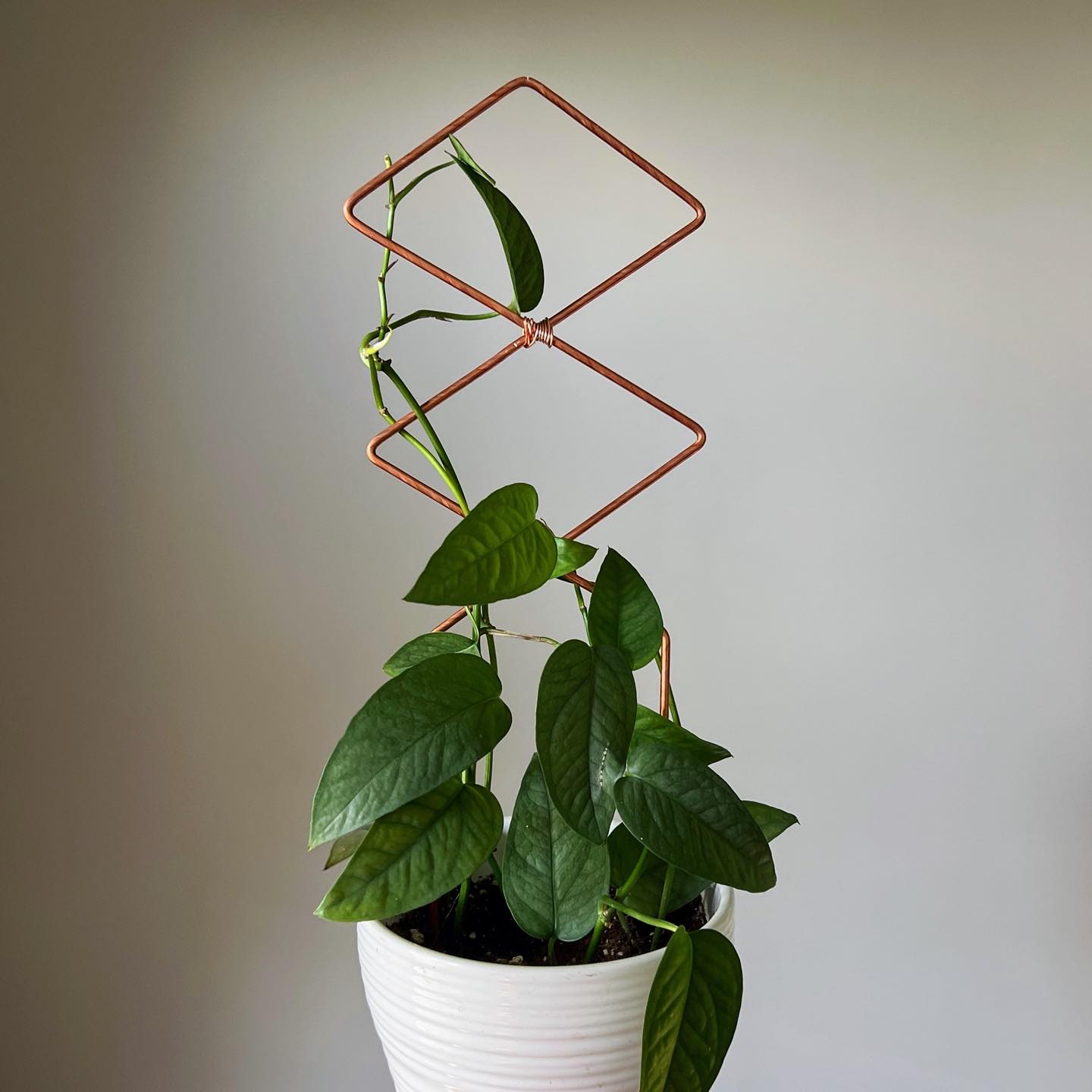 copper pipe hanger with plants