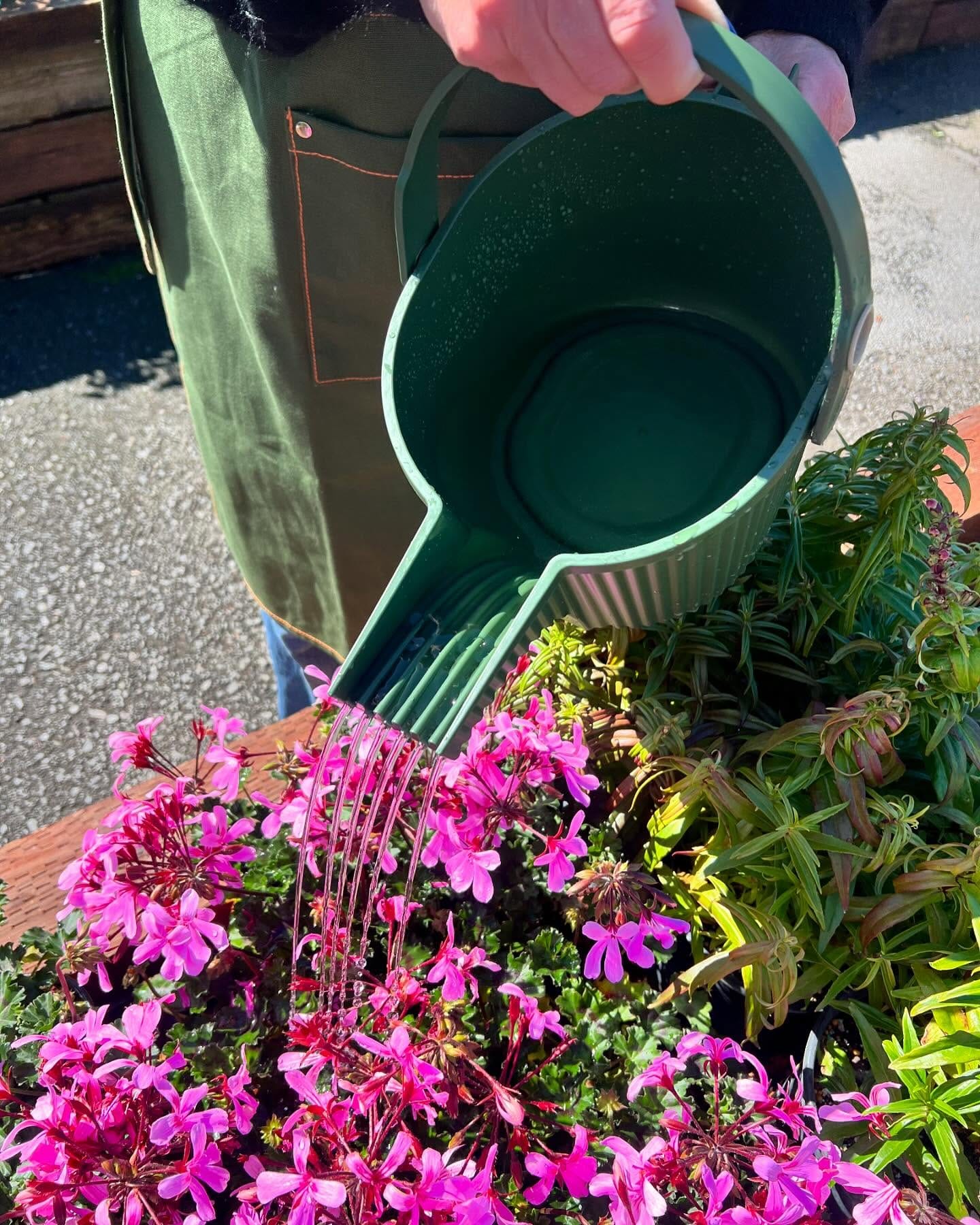 vintage watering can beside plant