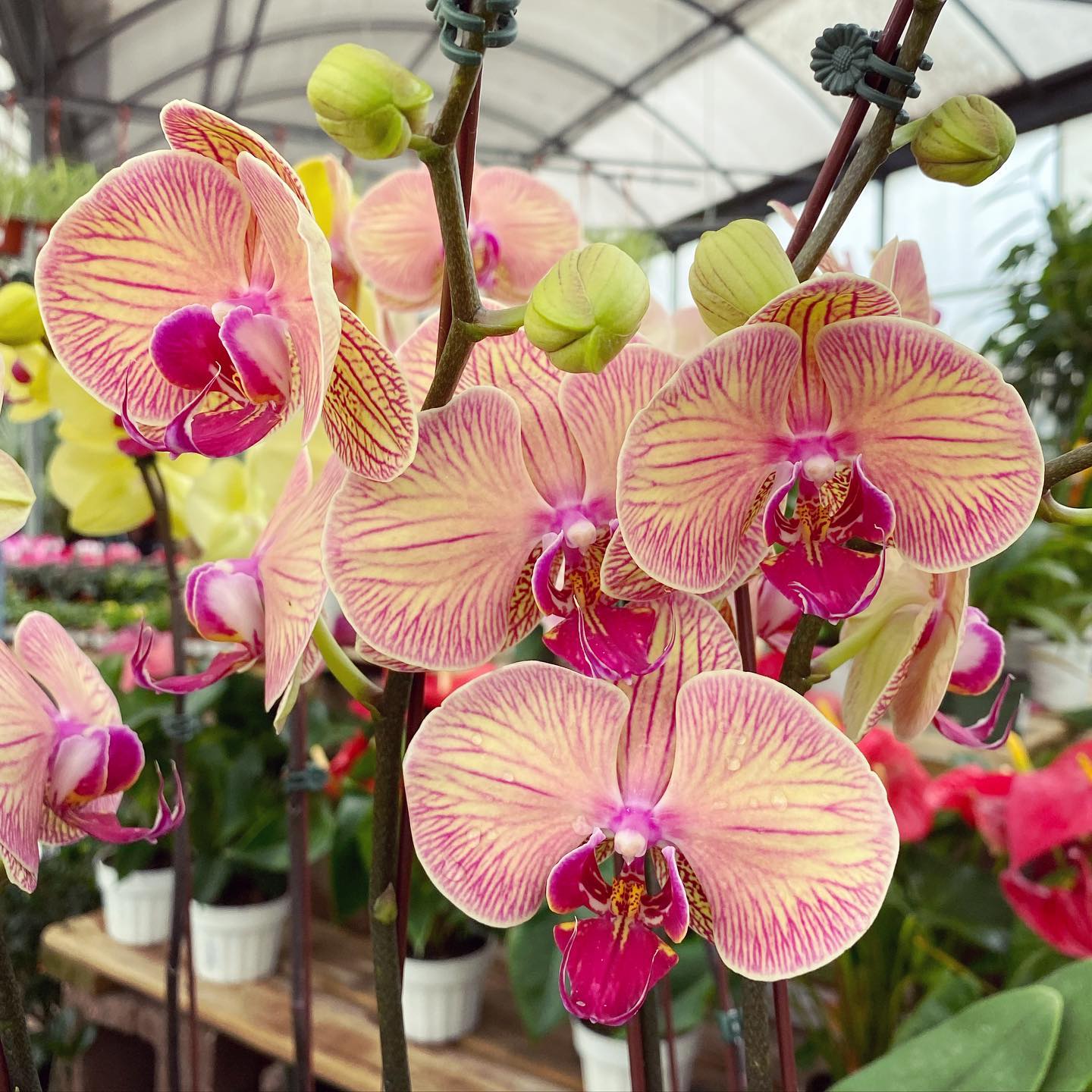 seasonal orchid care chart