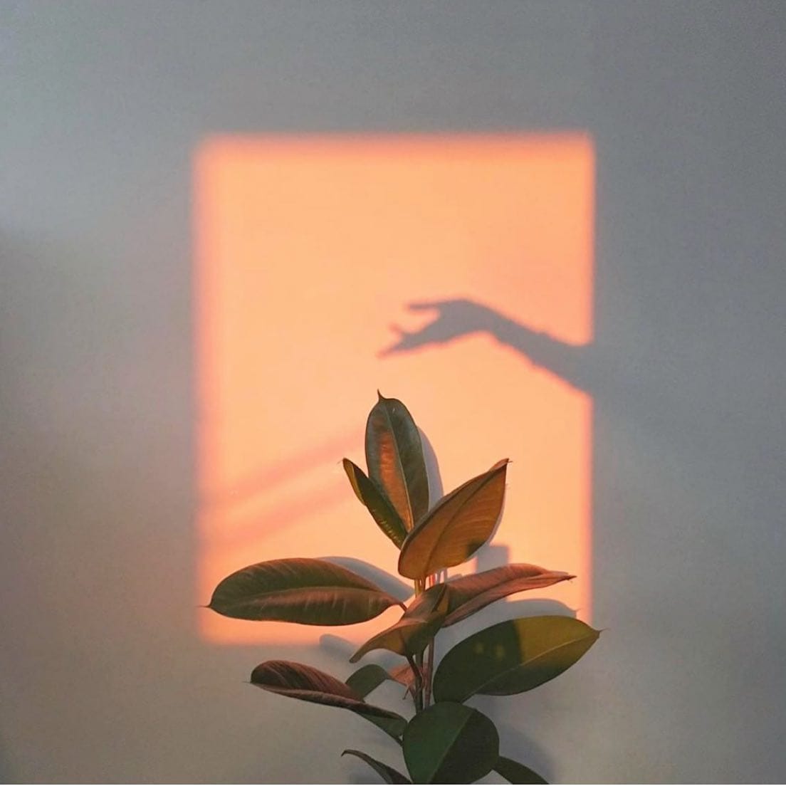 sunbeam on a fiddle leaf fig