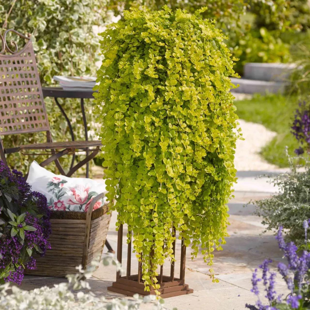golden creeping jenny