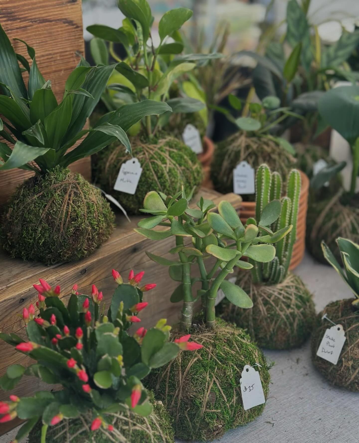 kokedama in zen garden setting