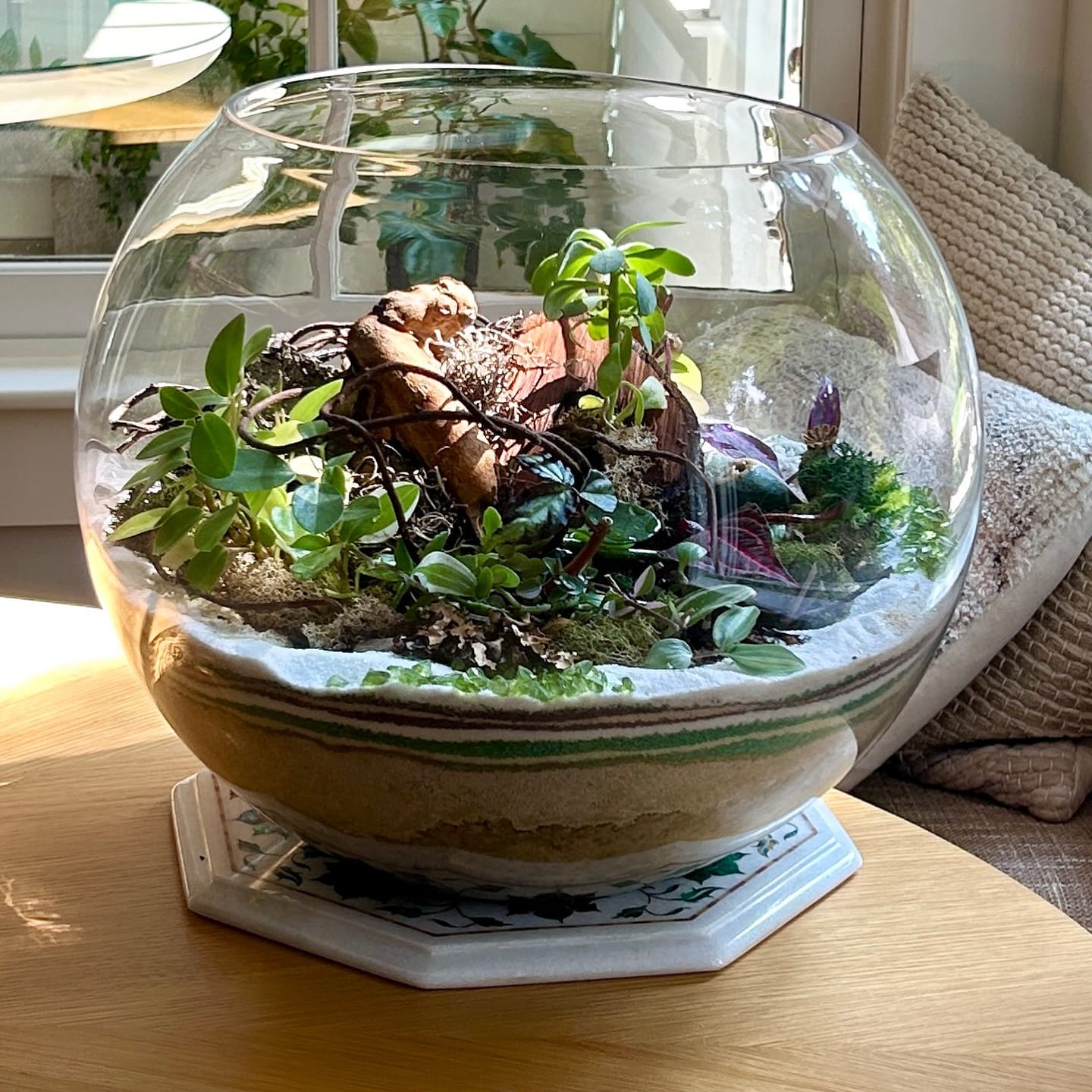 Monstera in glass terrarium