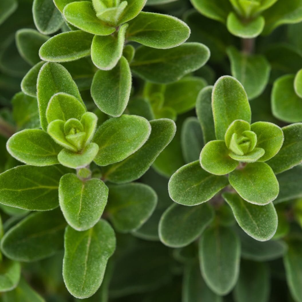 marjoram leaves on a kitchen counter