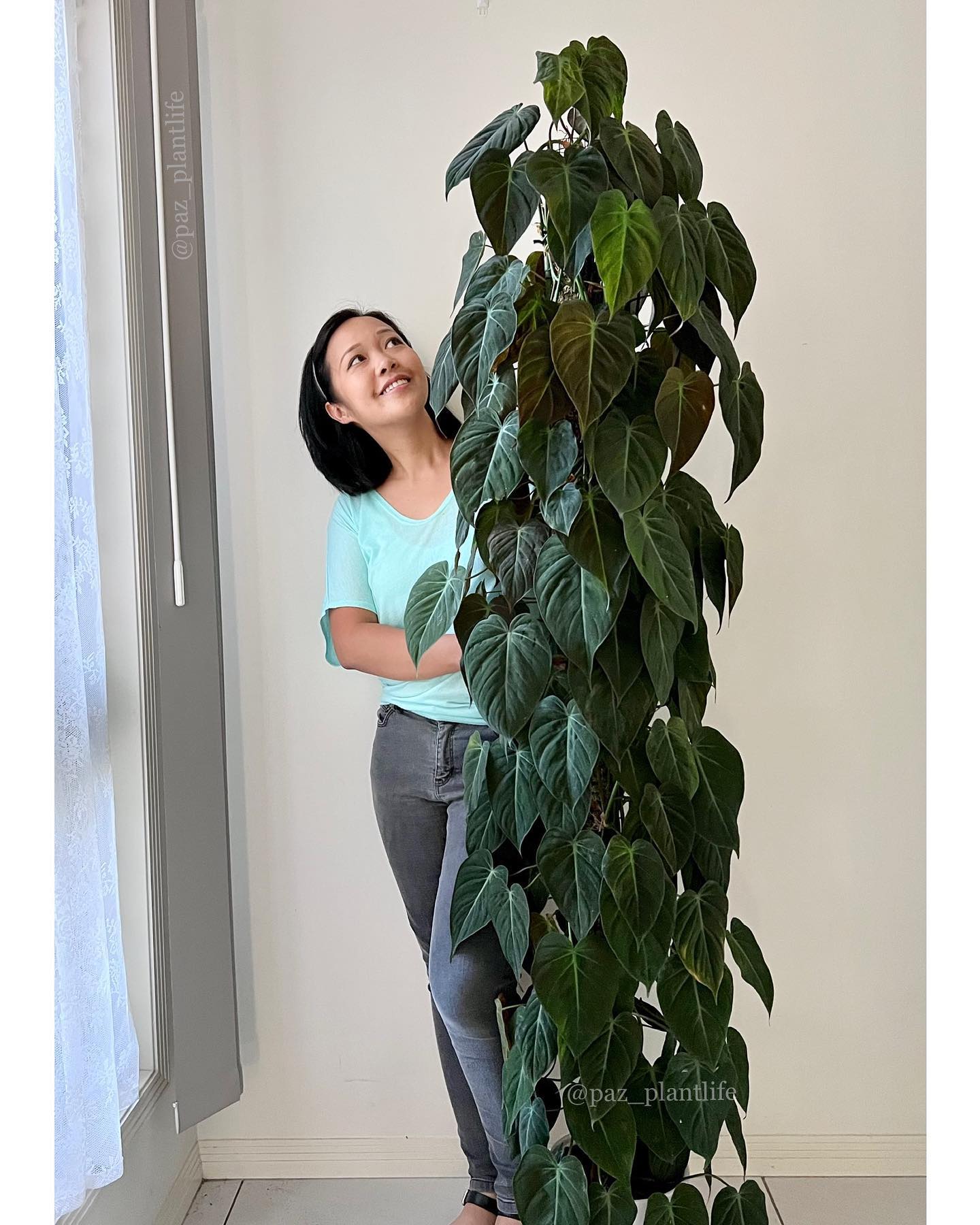 philodendron micans with velvety leaves