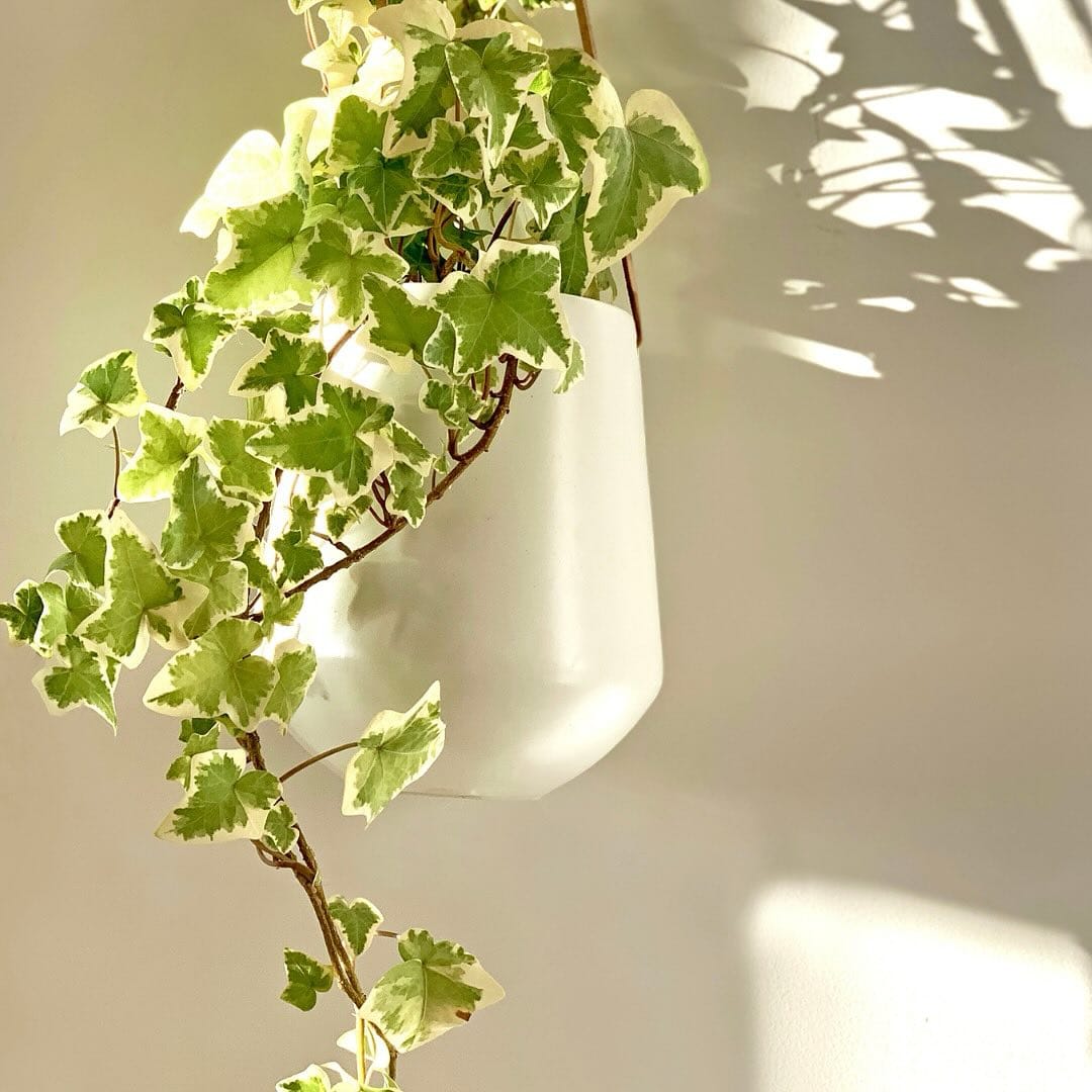 English ivy trailing from bookshelf