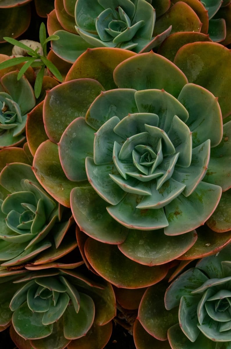 colorful rosette succulents on wreath