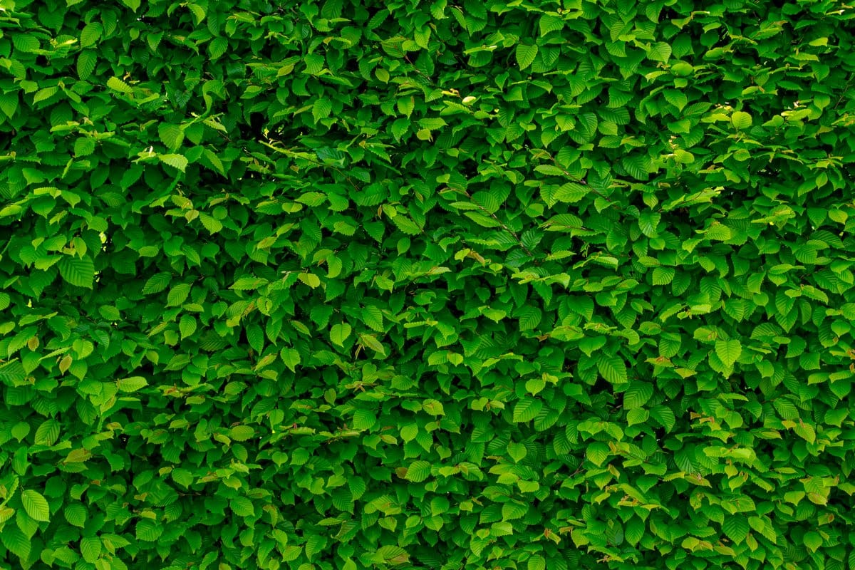Lush green vertical garden wall