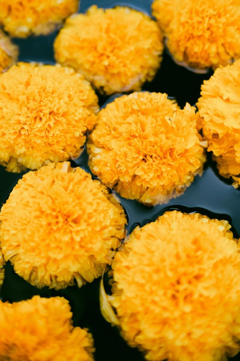 golden chain plant with yellow blooms