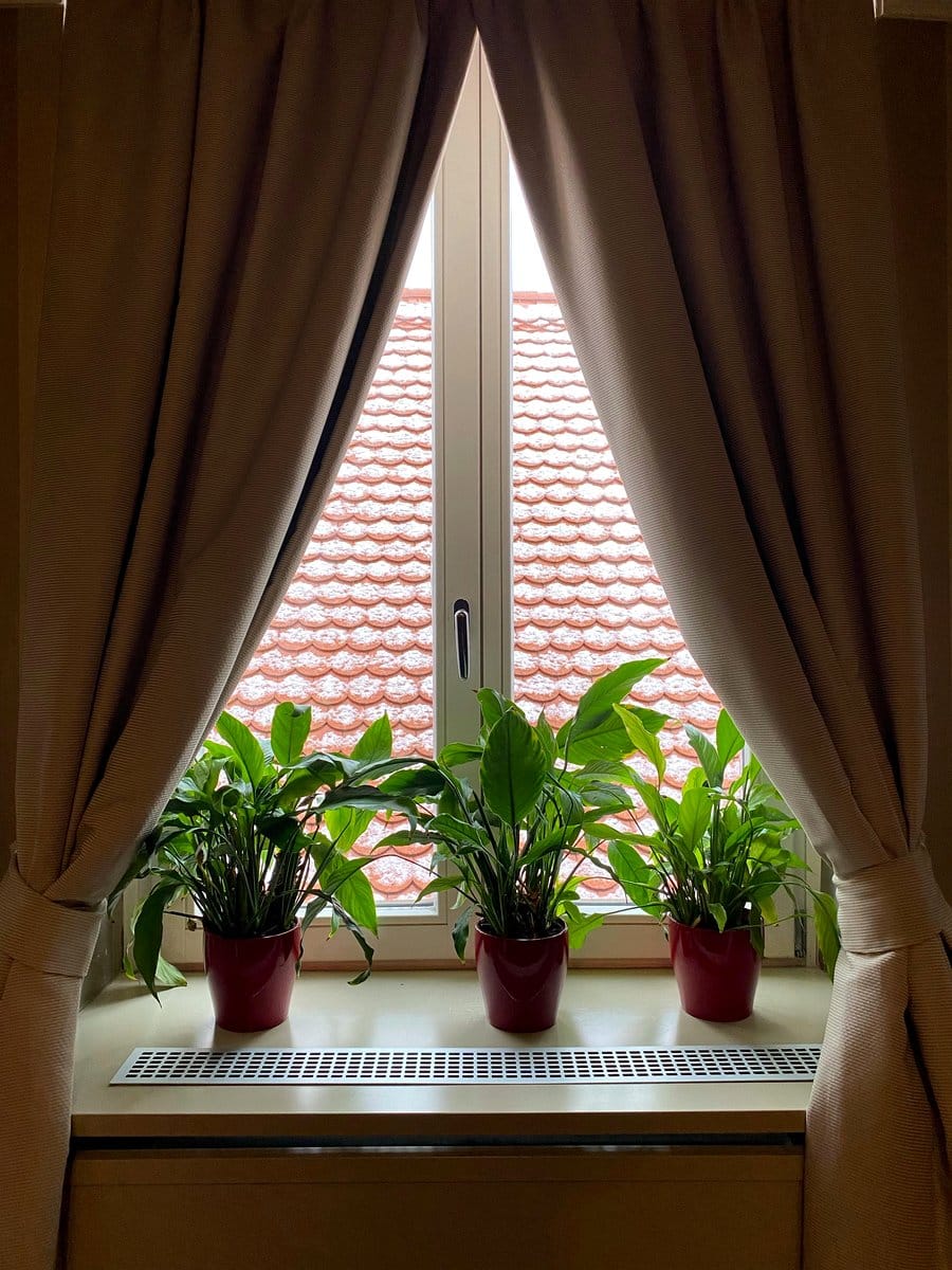 Calathea on a window sill