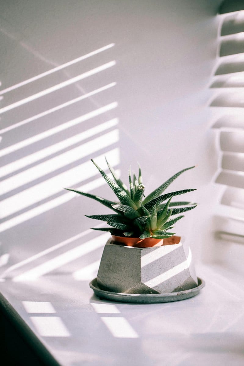 aloe vera on kitchen windowsill
