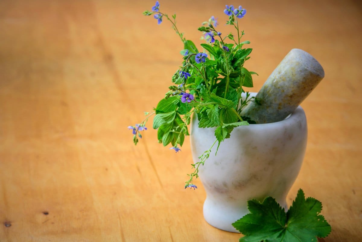 Mint plant in kitchen window