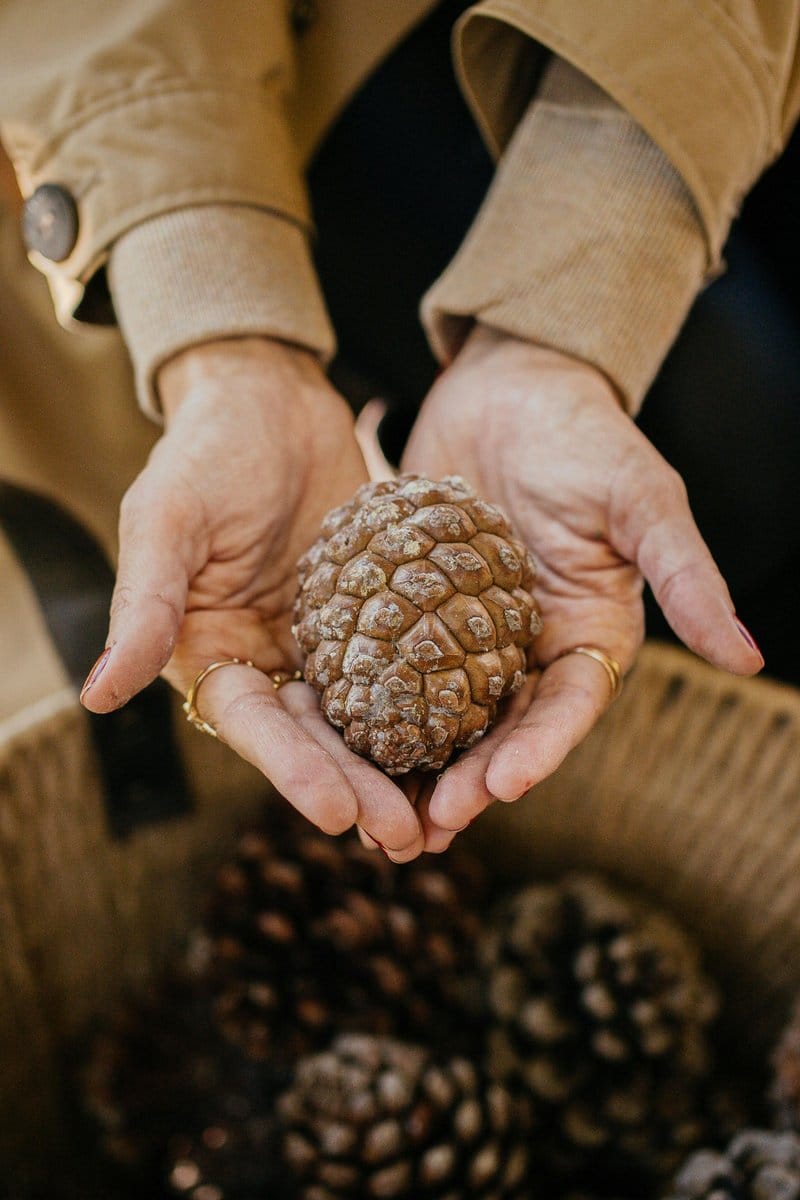 pine cones in basket