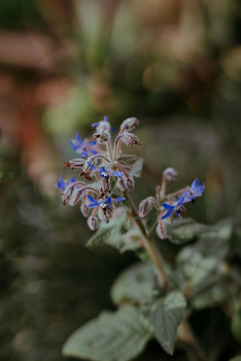 borage flowers and leaves