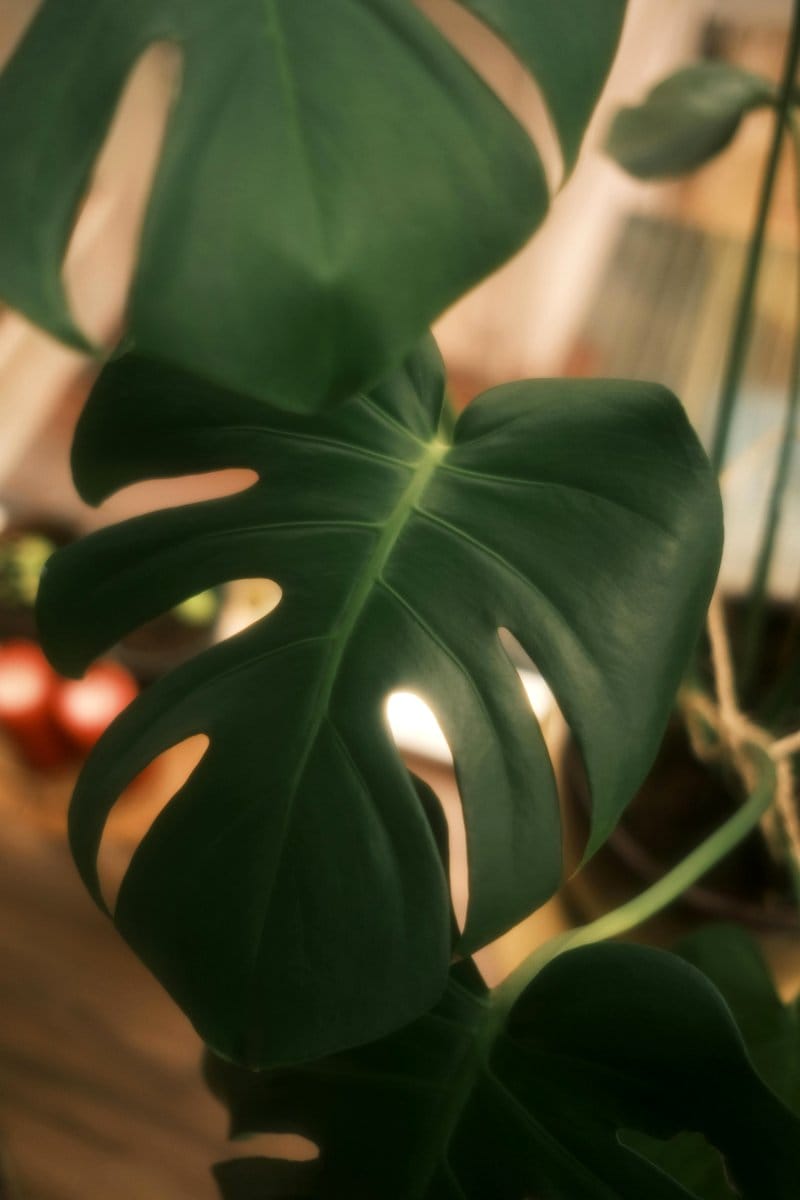 Monstera plant with split leaves
