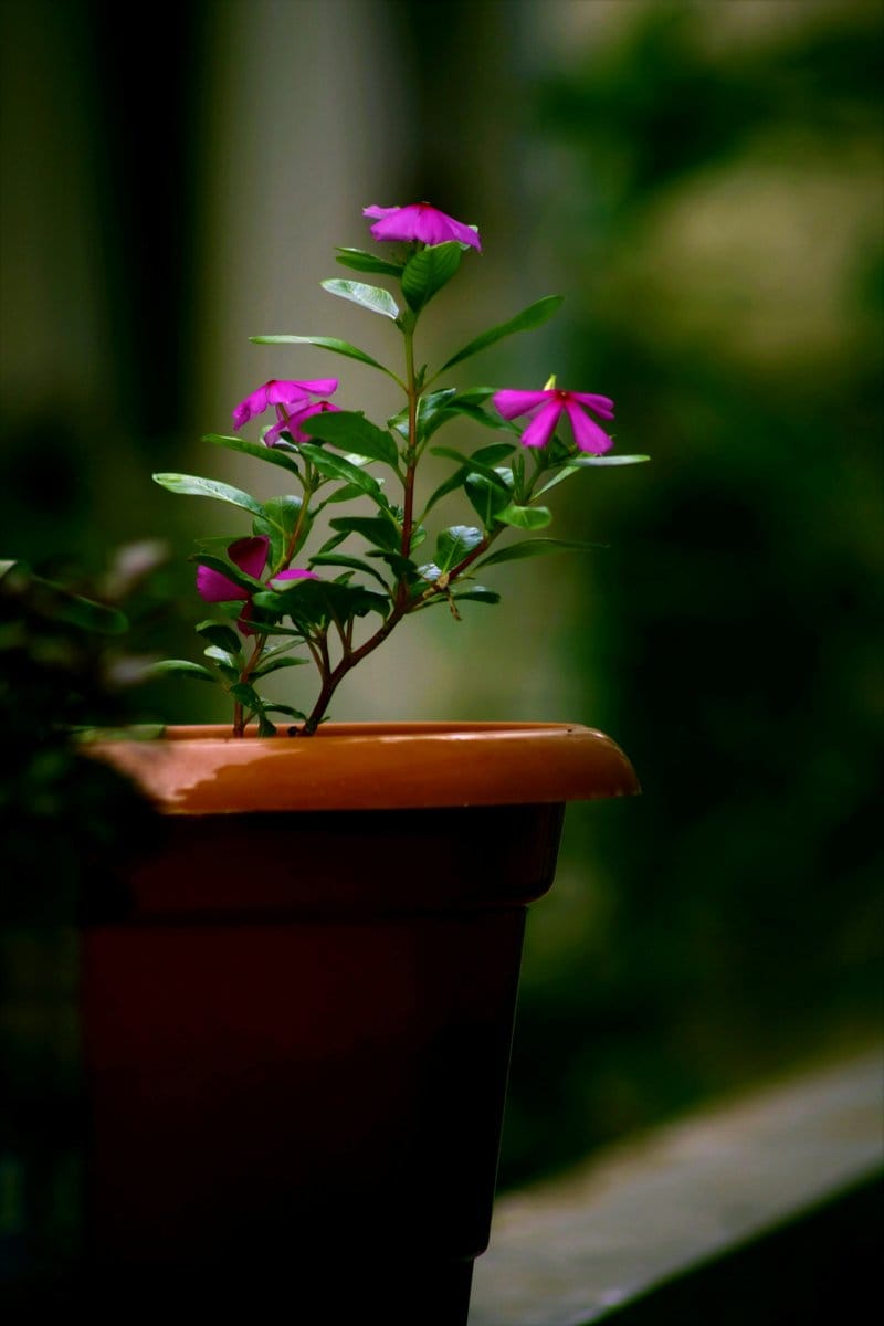 jasmine flowers in terracotta pot