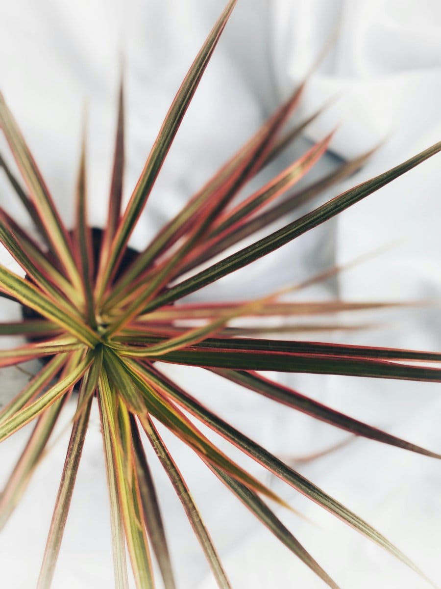 dracaena with red-edged leaves