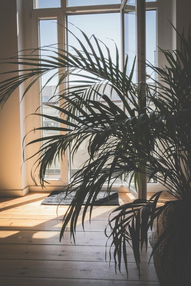 majesty palm in sunlit living room