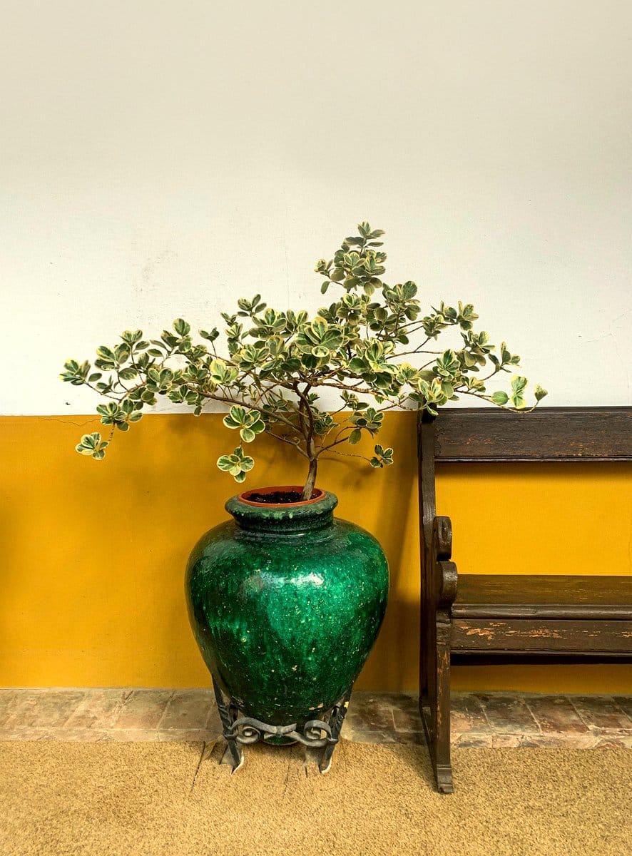 Baroque-style ornate ceramic pot with a lush plant