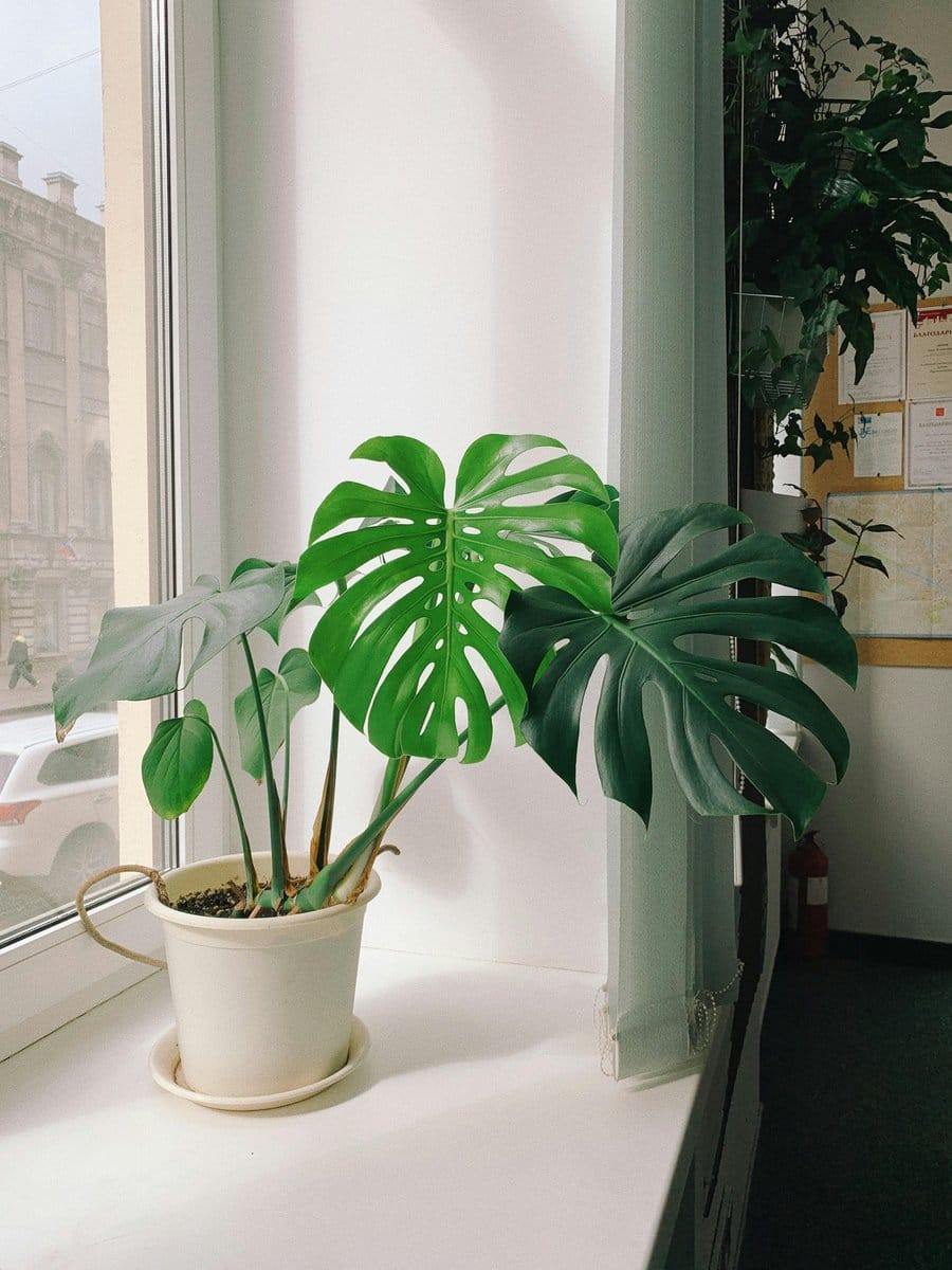 monstera deliciosa in bright living room