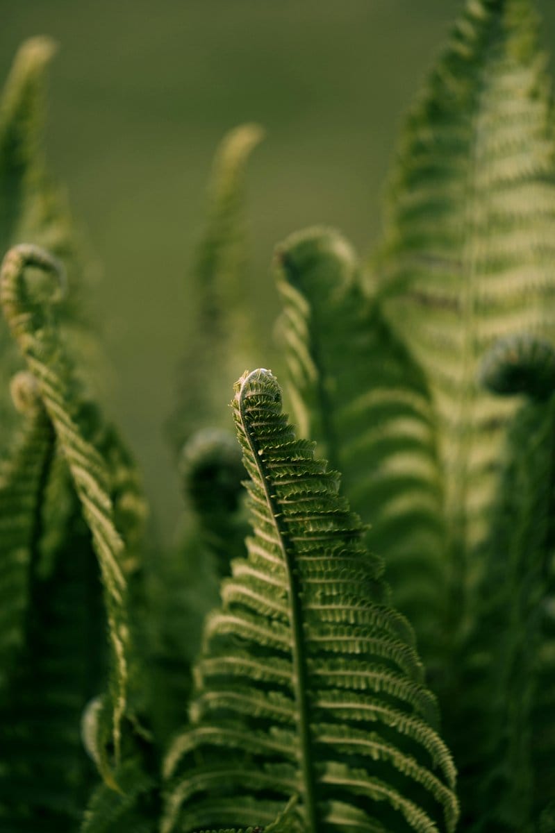 vertical garden with ferns