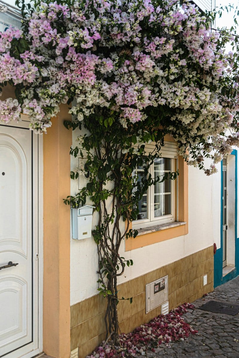 Bougainvillea cascading over a white wall